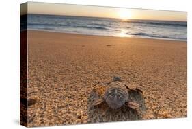 Olive Ridley Turtle Hatchling, Baja, Mexico-Paul Souders-Stretched Canvas