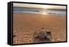 Olive Ridley Turtle Hatchling, Baja, Mexico-Paul Souders-Framed Stretched Canvas