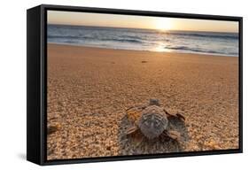 Olive Ridley Turtle Hatchling, Baja, Mexico-Paul Souders-Framed Stretched Canvas
