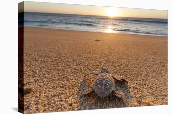 Olive Ridley Turtle Hatchling, Baja, Mexico-Paul Souders-Stretched Canvas