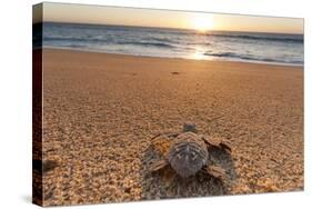 Olive Ridley Turtle Hatchling, Baja, Mexico-Paul Souders-Stretched Canvas