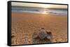 Olive Ridley Turtle Hatchling, Baja, Mexico-Paul Souders-Framed Stretched Canvas