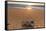 Olive Ridley Turtle Hatchling, Baja, Mexico-Paul Souders-Framed Stretched Canvas