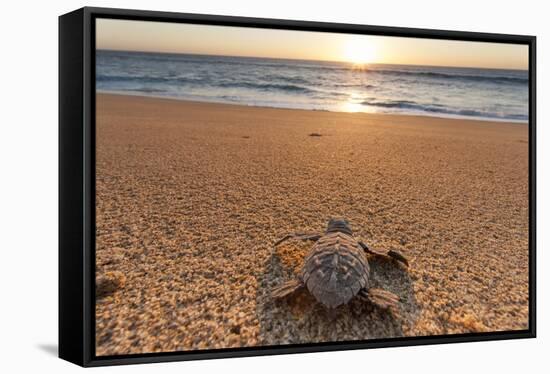 Olive Ridley Turtle Hatchling, Baja, Mexico-Paul Souders-Framed Stretched Canvas