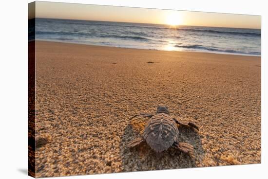 Olive Ridley Turtle Hatchling, Baja, Mexico-Paul Souders-Stretched Canvas