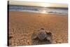 Olive Ridley Turtle Hatchling, Baja, Mexico-Paul Souders-Stretched Canvas