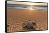 Olive Ridley Turtle Hatchling, Baja, Mexico-Paul Souders-Framed Stretched Canvas