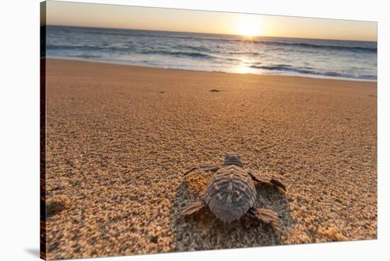 Olive Ridley Turtle Hatchling, Baja, Mexico-Paul Souders-Stretched Canvas