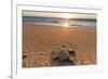 Olive Ridley Turtle Hatchling, Baja, Mexico-Paul Souders-Framed Photographic Print