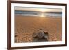 Olive Ridley Turtle Hatchling, Baja, Mexico-Paul Souders-Framed Photographic Print