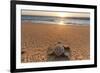 Olive Ridley Turtle Hatchling, Baja, Mexico-Paul Souders-Framed Photographic Print