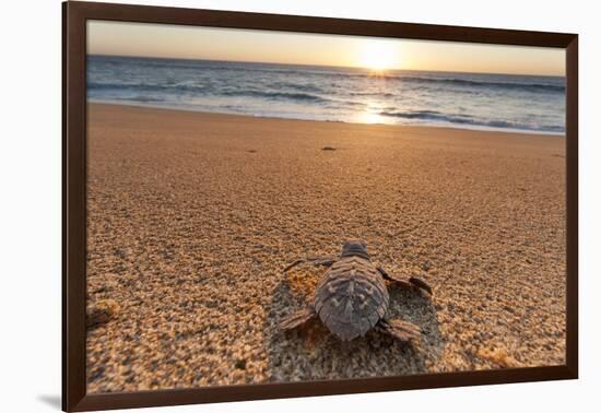 Olive Ridley Turtle Hatchling, Baja, Mexico-Paul Souders-Framed Photographic Print