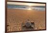 Olive Ridley Turtle Hatchling, Baja, Mexico-Paul Souders-Framed Photographic Print