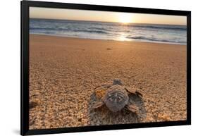 Olive Ridley Turtle Hatchling, Baja, Mexico-Paul Souders-Framed Photographic Print