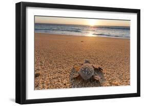 Olive Ridley Turtle Hatchling, Baja, Mexico-Paul Souders-Framed Photographic Print