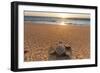 Olive Ridley Turtle Hatchling, Baja, Mexico-Paul Souders-Framed Photographic Print