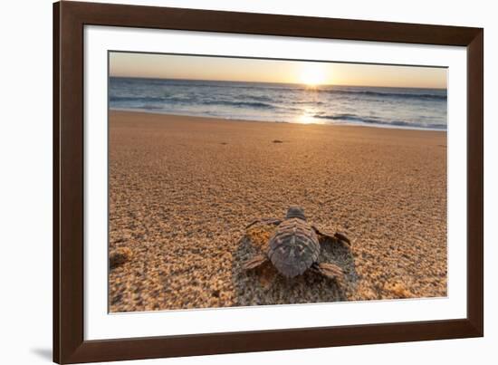 Olive Ridley Turtle Hatchling, Baja, Mexico-Paul Souders-Framed Photographic Print