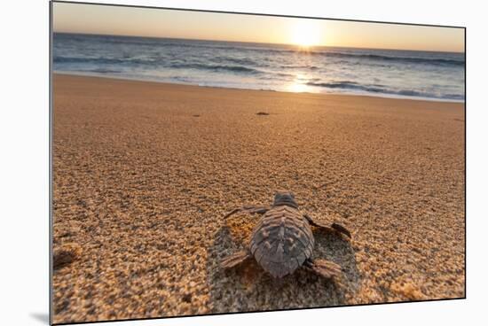 Olive Ridley Turtle Hatchling, Baja, Mexico-Paul Souders-Mounted Photographic Print