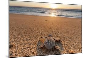 Olive Ridley Turtle Hatchling, Baja, Mexico-Paul Souders-Mounted Photographic Print