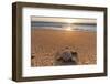 Olive Ridley Turtle Hatchling, Baja, Mexico-Paul Souders-Framed Photographic Print