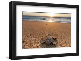 Olive Ridley Turtle Hatchling, Baja, Mexico-Paul Souders-Framed Photographic Print