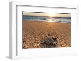 Olive Ridley Turtle Hatchling, Baja, Mexico-Paul Souders-Framed Photographic Print