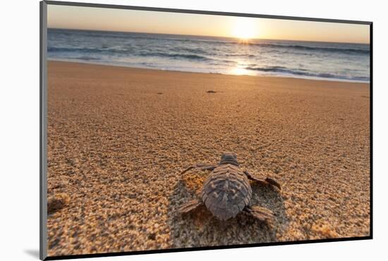 Olive Ridley Turtle Hatchling, Baja, Mexico-Paul Souders-Mounted Photographic Print