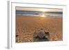 Olive Ridley Turtle Hatchling, Baja, Mexico-Paul Souders-Framed Photographic Print