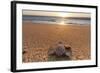 Olive Ridley Turtle Hatchling, Baja, Mexico-Paul Souders-Framed Photographic Print