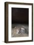 olive ridley turtle laying eggs in sand under starry night, mexico-claudio contreras-Framed Photographic Print