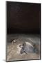 olive ridley turtle laying eggs in sand under starry night, mexico-claudio contreras-Mounted Photographic Print