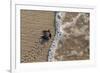 olive ridley turtle newborn hatchling arriving at pacific ocean-claudio contreras-Framed Photographic Print