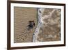 olive ridley turtle newborn hatchling arriving at pacific ocean-claudio contreras-Framed Photographic Print