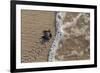 olive ridley turtle newborn hatchling arriving at pacific ocean-claudio contreras-Framed Photographic Print