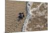 olive ridley turtle newborn hatchling arriving at pacific ocean-claudio contreras-Mounted Photographic Print