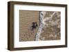 olive ridley turtle newborn hatchling arriving at pacific ocean-claudio contreras-Framed Photographic Print