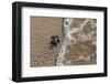 olive ridley turtle newborn hatchling arriving at pacific ocean-claudio contreras-Framed Photographic Print