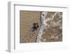 olive ridley turtle newborn hatchling arriving at pacific ocean-claudio contreras-Framed Photographic Print