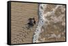 olive ridley turtle newborn hatchling arriving at pacific ocean-claudio contreras-Framed Stretched Canvas