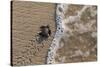 olive ridley turtle newborn hatchling arriving at pacific ocean-claudio contreras-Stretched Canvas