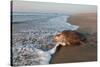 olive ridley turtle returning to ocean after mass nesting event-claudio contreras-Stretched Canvas
