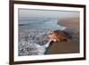 olive ridley turtle returning to ocean after mass nesting event-claudio contreras-Framed Photographic Print