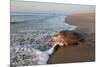olive ridley turtle returning to ocean after mass nesting event-claudio contreras-Mounted Photographic Print