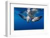 Olive ridley turtle swimming close to the surface, Mexico-Tui De Roy-Framed Photographic Print
