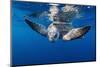 Olive ridley turtle swimming close to the surface, Mexico-Tui De Roy-Mounted Photographic Print