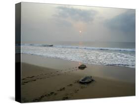 Olive Ridley Turtles Return to the Bay of Bengal Sea after Laying Eggs on Gokhurkuda Beach, India-null-Stretched Canvas