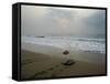 Olive Ridley Turtles Return to the Bay of Bengal Sea after Laying Eggs on Gokhurkuda Beach, India-null-Framed Stretched Canvas