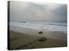 Olive Ridley Turtles Return to the Bay of Bengal Sea after Laying Eggs on Gokhurkuda Beach, India-null-Stretched Canvas