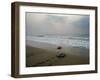 Olive Ridley Turtles Return to the Bay of Bengal Sea after Laying Eggs on Gokhurkuda Beach, India-null-Framed Premium Photographic Print