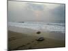 Olive Ridley Turtles Return to the Bay of Bengal Sea after Laying Eggs on Gokhurkuda Beach, India-null-Mounted Premium Photographic Print